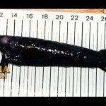 Stoplight Loosejaw Ikan Naga Laut Memburu Mangsa diLaut Dalam