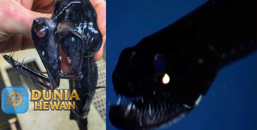 Stoplight Loosejaw Ikan Naga Laut Memburu Mangsa diLaut Dalam