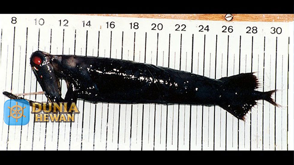 Stoplight Loosejaw Ikan Naga Laut Memburu Mangsa diLaut Dalam