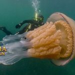 Tiburonia granrojo Jenis Ubur-Ubur Merah yang Sangat Besar