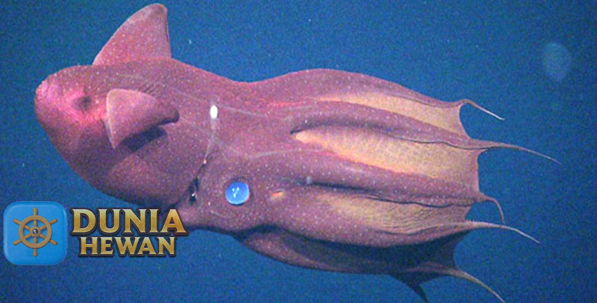 Vampire Squid Hidup di Laut Tropis yang Dalam dan Tenang
