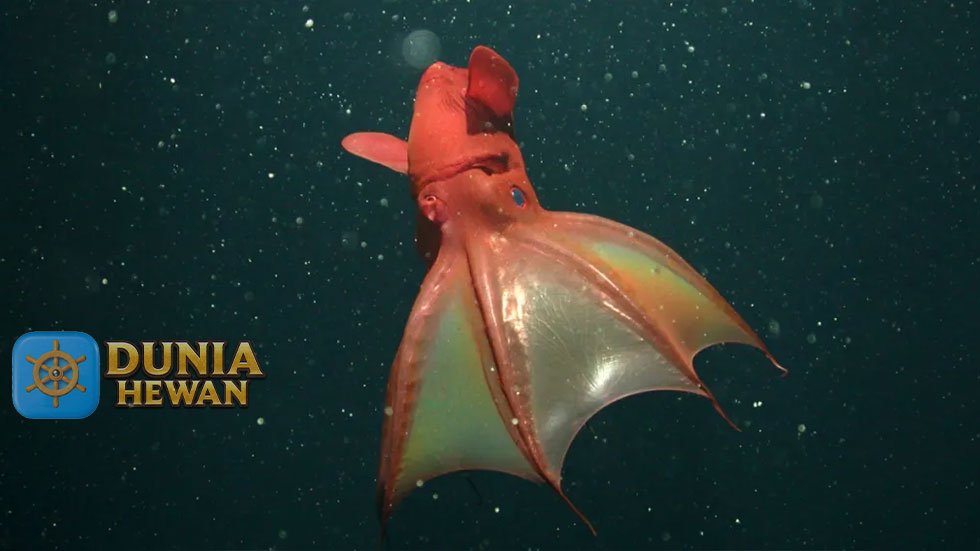 Vampire Squid Hidup di Laut Tropis yang Dalam dan Tenang