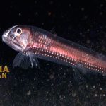 Viperfish Spesies Ikan laut Memiliki Gigi Panjang Seperti Jarum