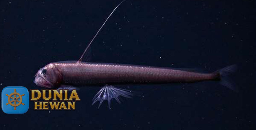 Viperfish Spesies Ikan laut Memiliki Gigi Panjang Seperti Jarum