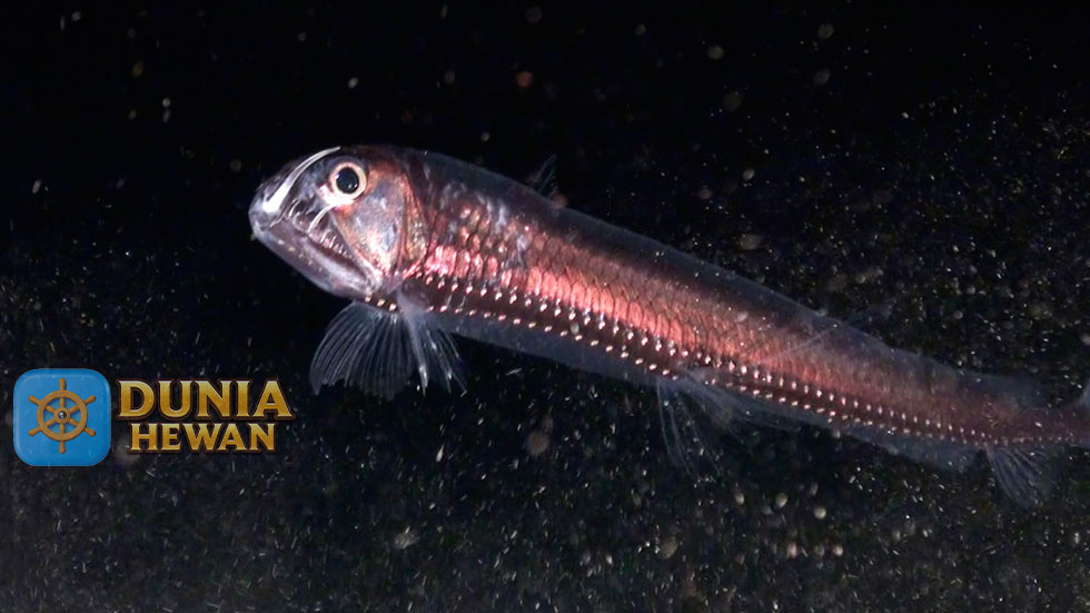 Viperfish Spesies Ikan laut Memiliki Gigi Panjang Seperti Jarum