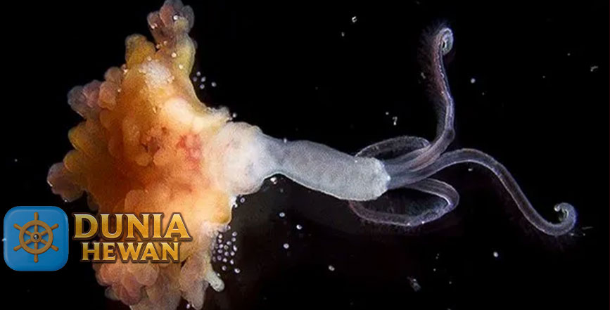 Zombie Worm Cacing Laut Dalam yang di Kenal Pemakan Tulang