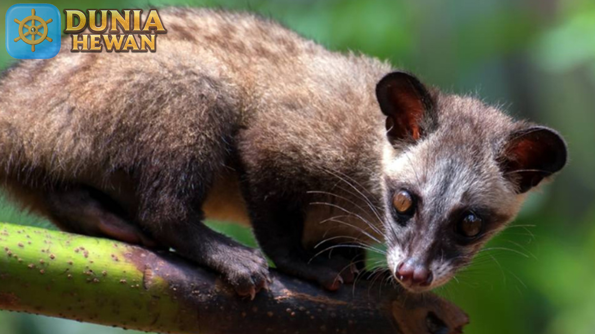 Musang: Hewan yang Menginspirasi Mitologi dan Kisah Rakyat