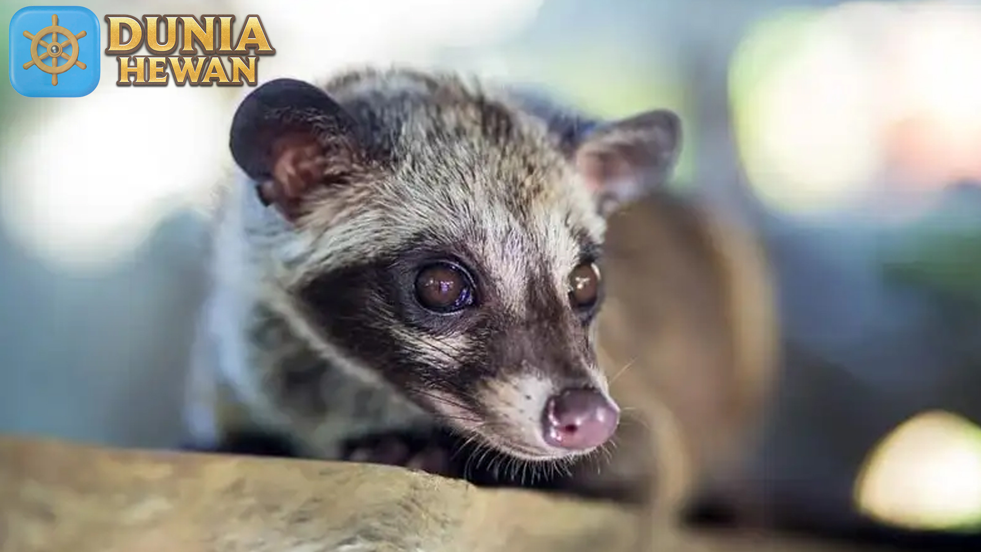 Musang: Hewan yang Menginspirasi Mitologi dan Kisah Rakyat