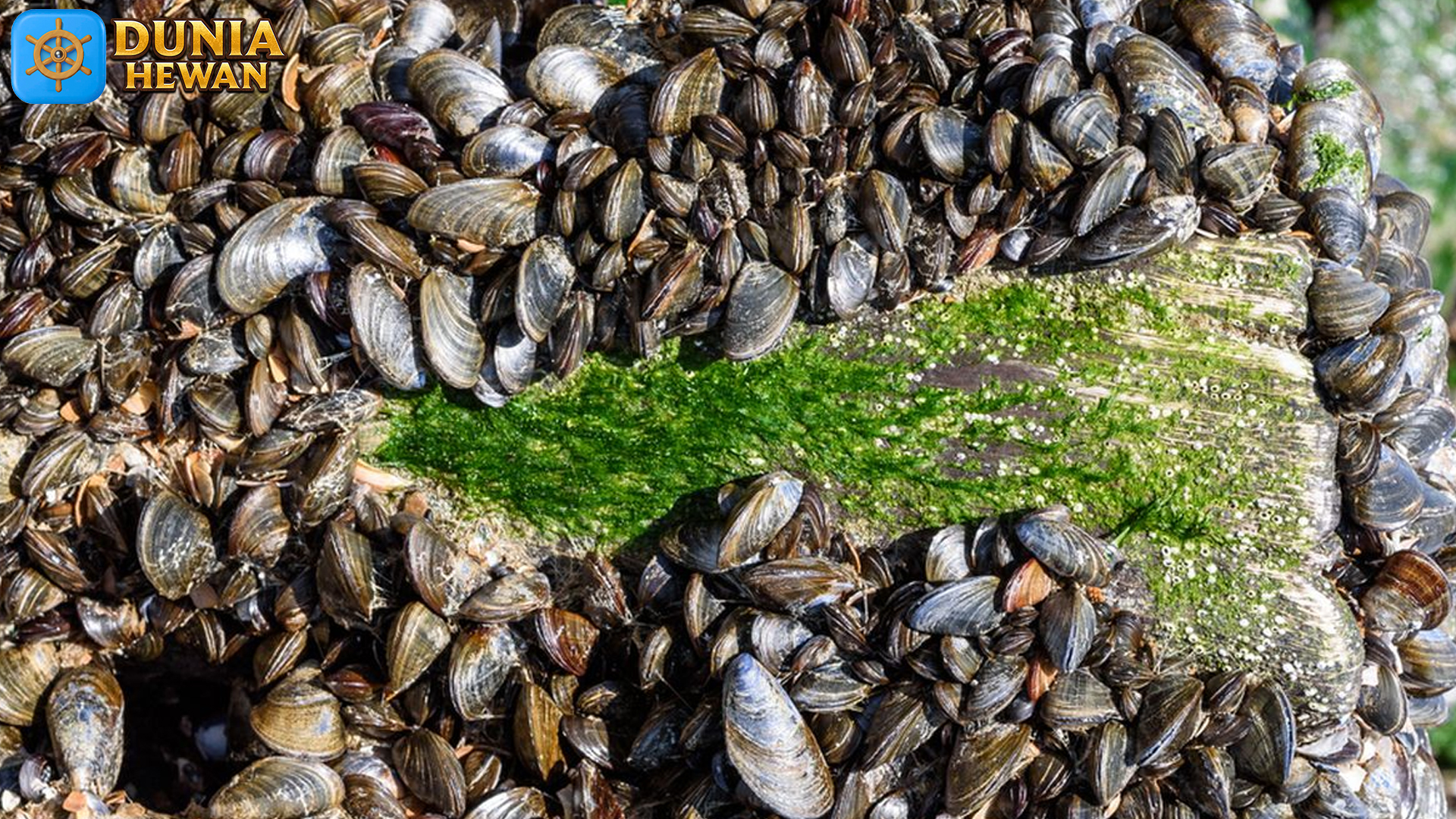 Berbagai Jenis Kerang dan Peranannya di Ekosistem Laut