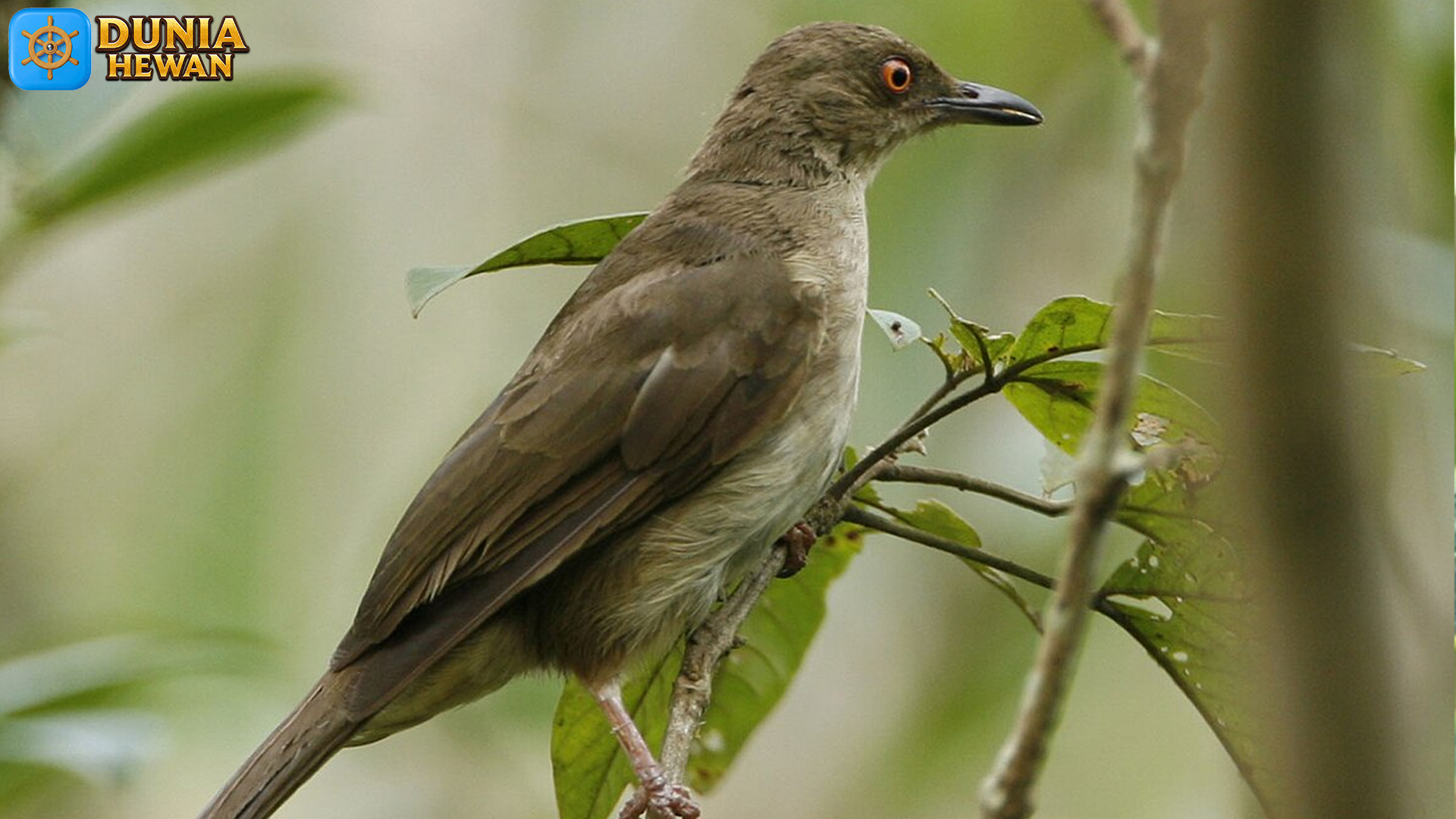 Keunikan Burung Merbah dalam Dunia Kicau Mania