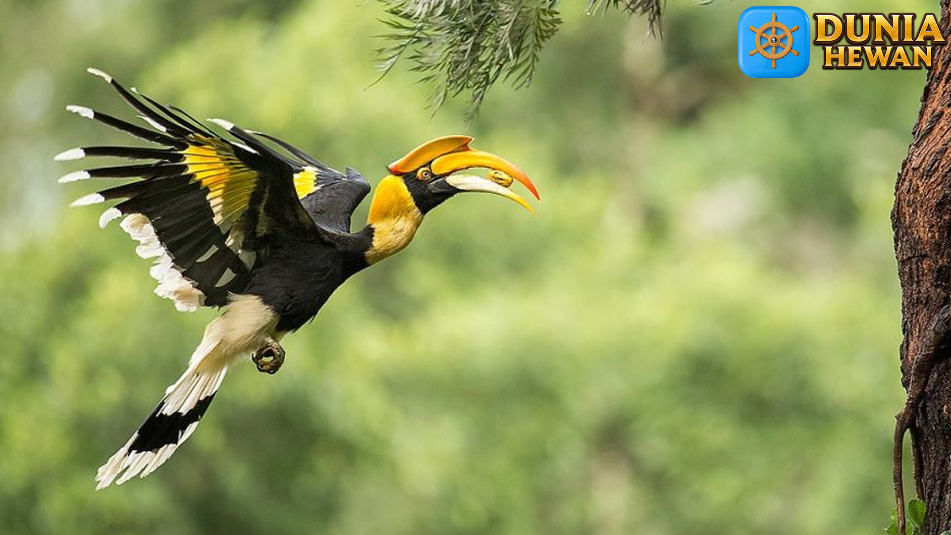Burung Rangkong: Mitologi dan Budaya di Berbagai Daerah