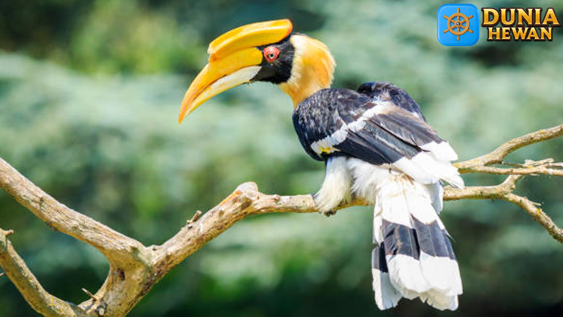 Burung Rangkong: Mitologi dan Budaya di Berbagai Daerah