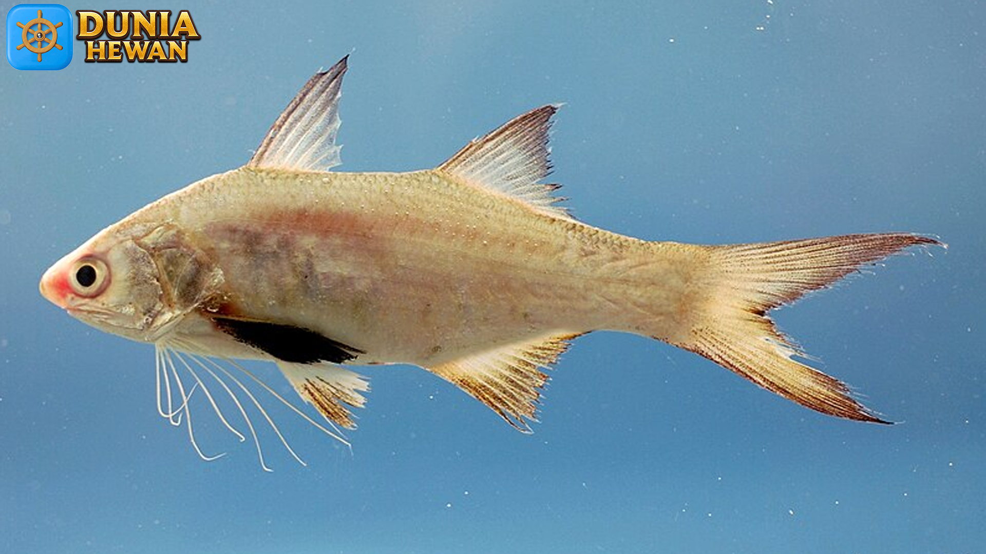 Ikan Kuro: Peran Ekosistem dan Keberlangsungan Habitatnya