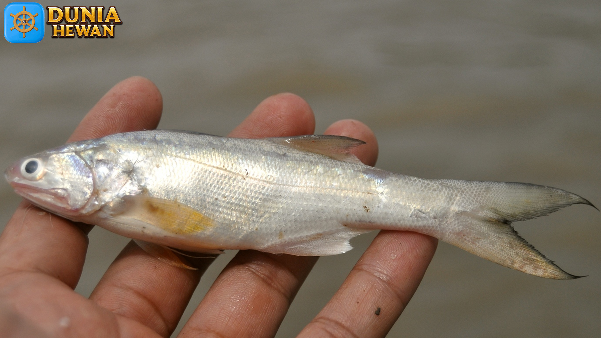 Ikan Kuro: Peran Ekosistem dan Keberlangsungan Habitatnya
