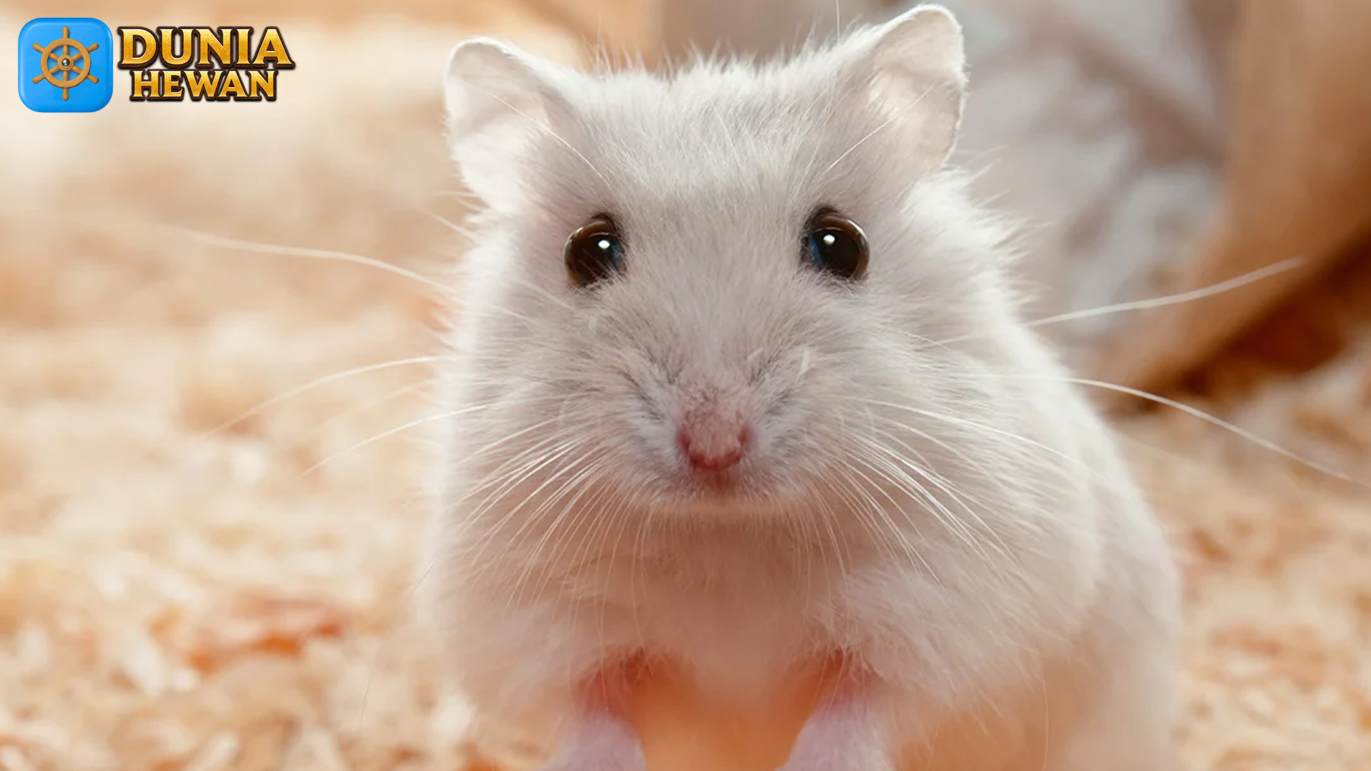 Kehidupan Hamster: Kebiasaan dan Karakteristik yang Unik