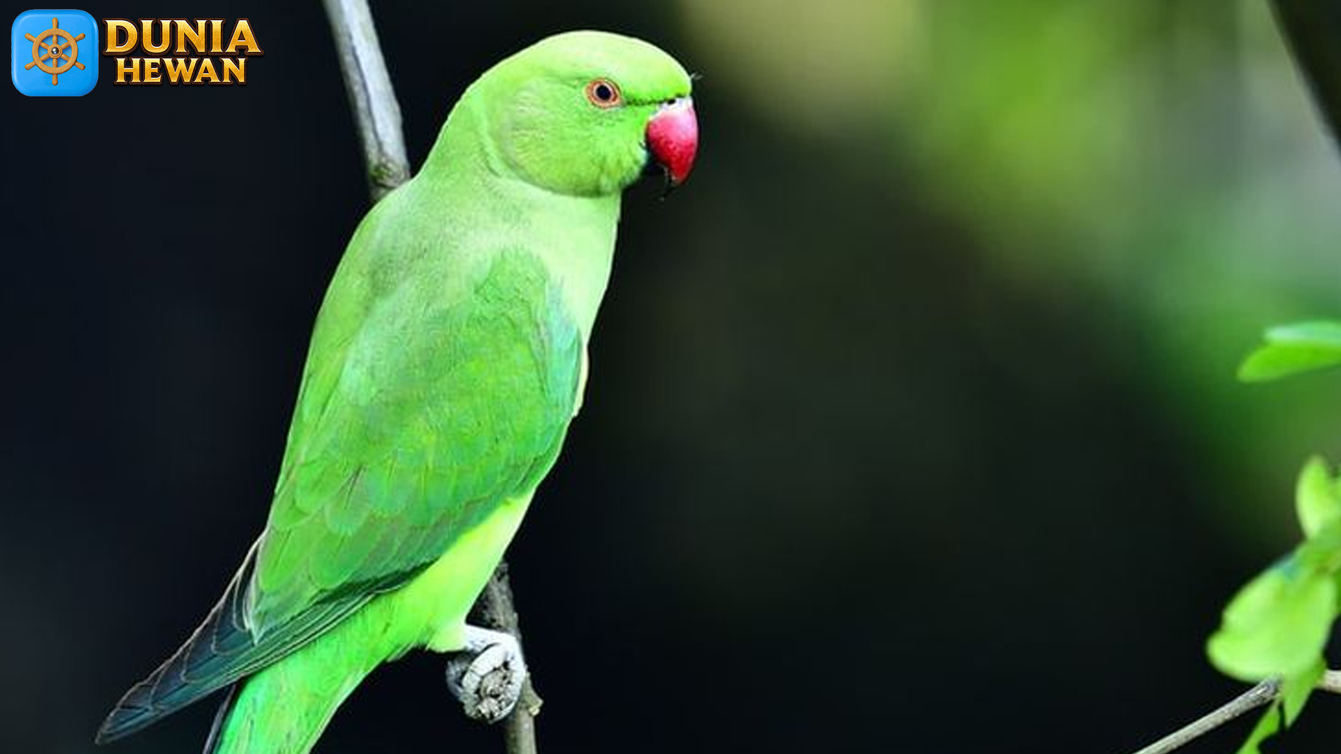 Sosialisasi dan Kecerdasan Burung Parkit