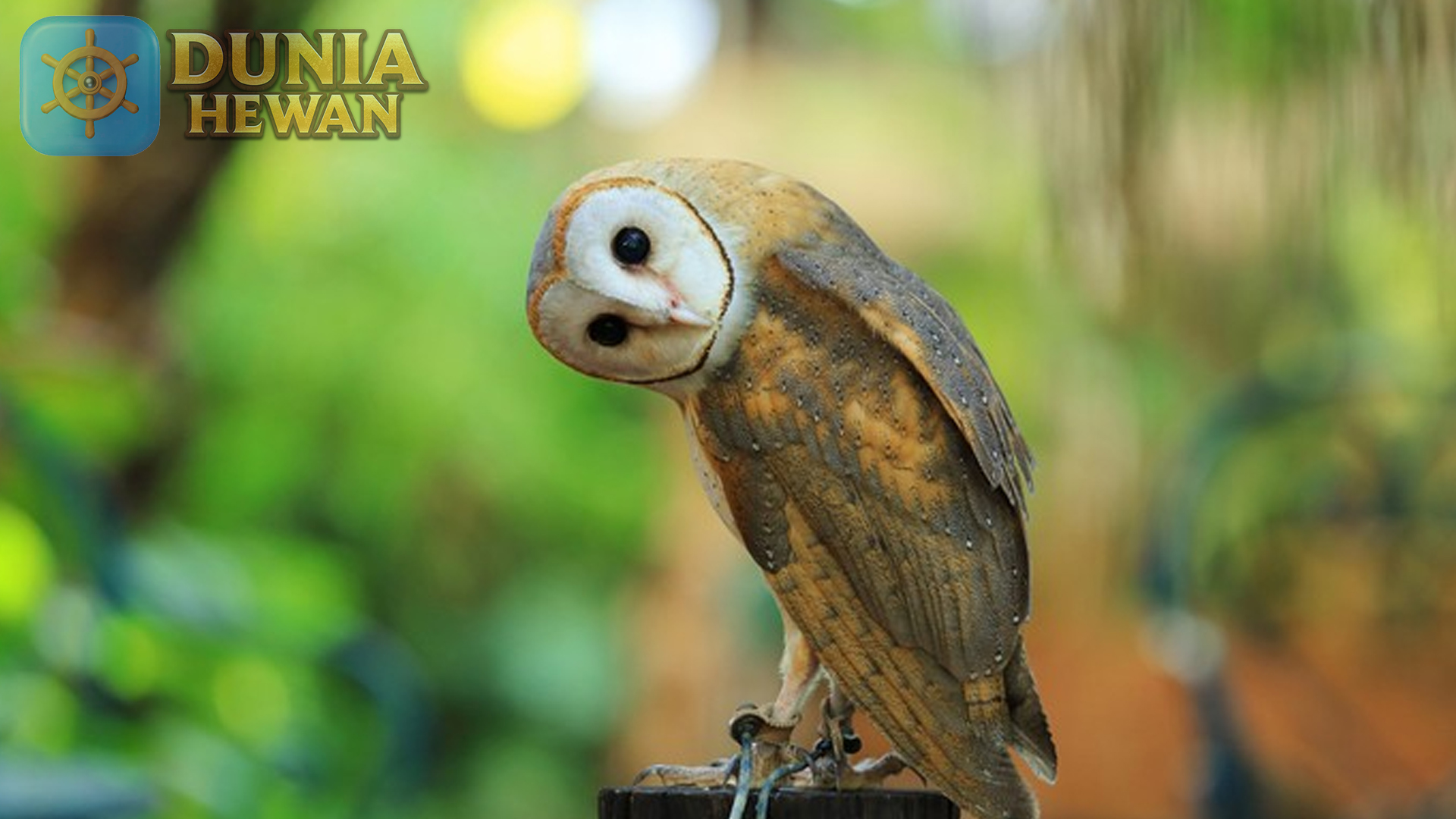 Keunikan Burung Hantu: Pengintai Malam yang Misterius