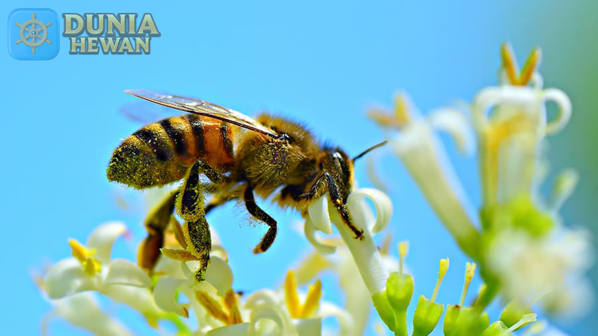 Fakta Menarik tentang Lebah yang Mungkin Belum Anda Ketahui