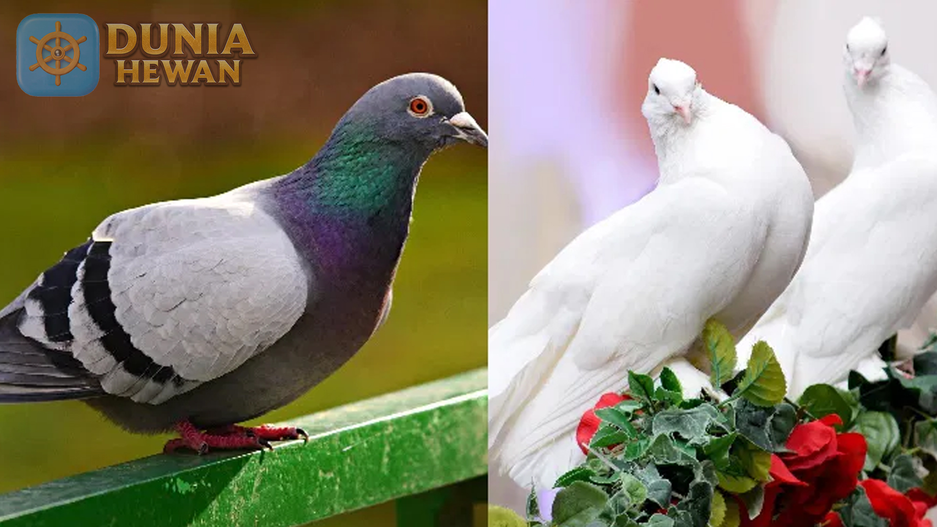Burung Merpati: Simbol Perdamaian dan Keindahan Alam