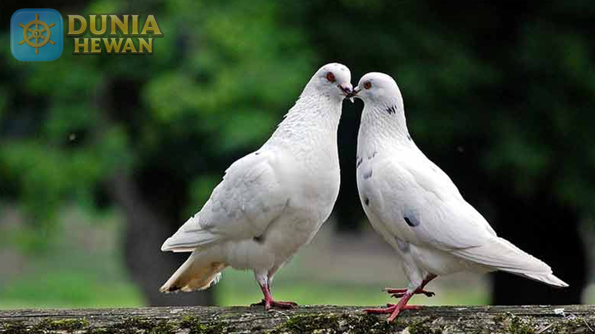 Burung Merpati: Simbol Perdamaian dan Keindahan Alam
