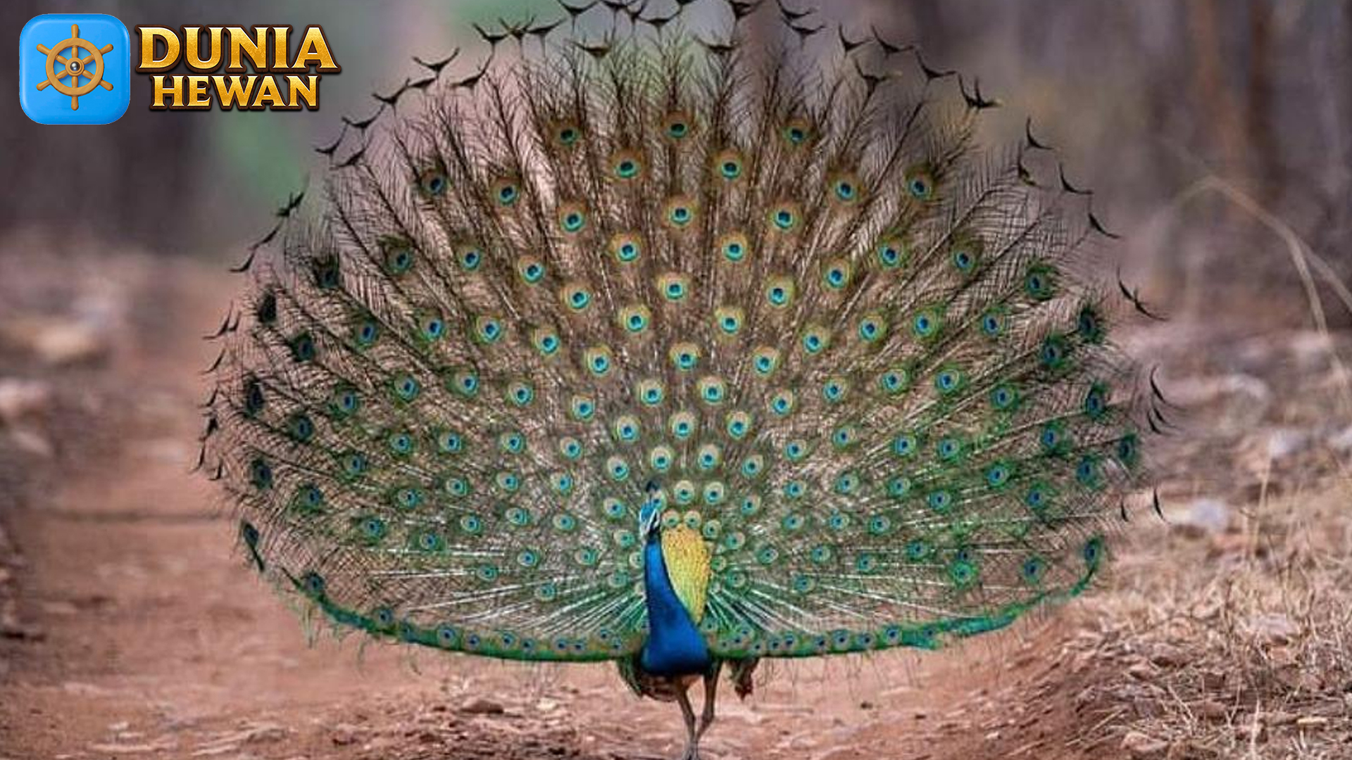 Merak: Burung yang Menginspirasi Mitologi dan Seni