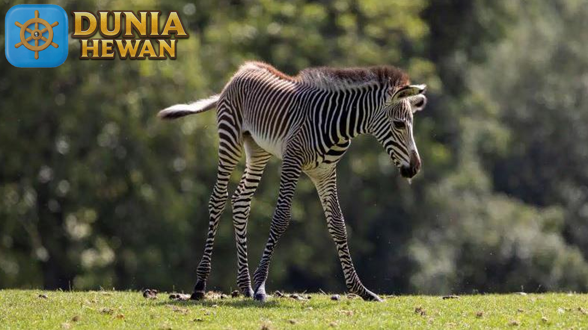 Upaya Konservasi Zebra: Menyelamatkan Populasinya