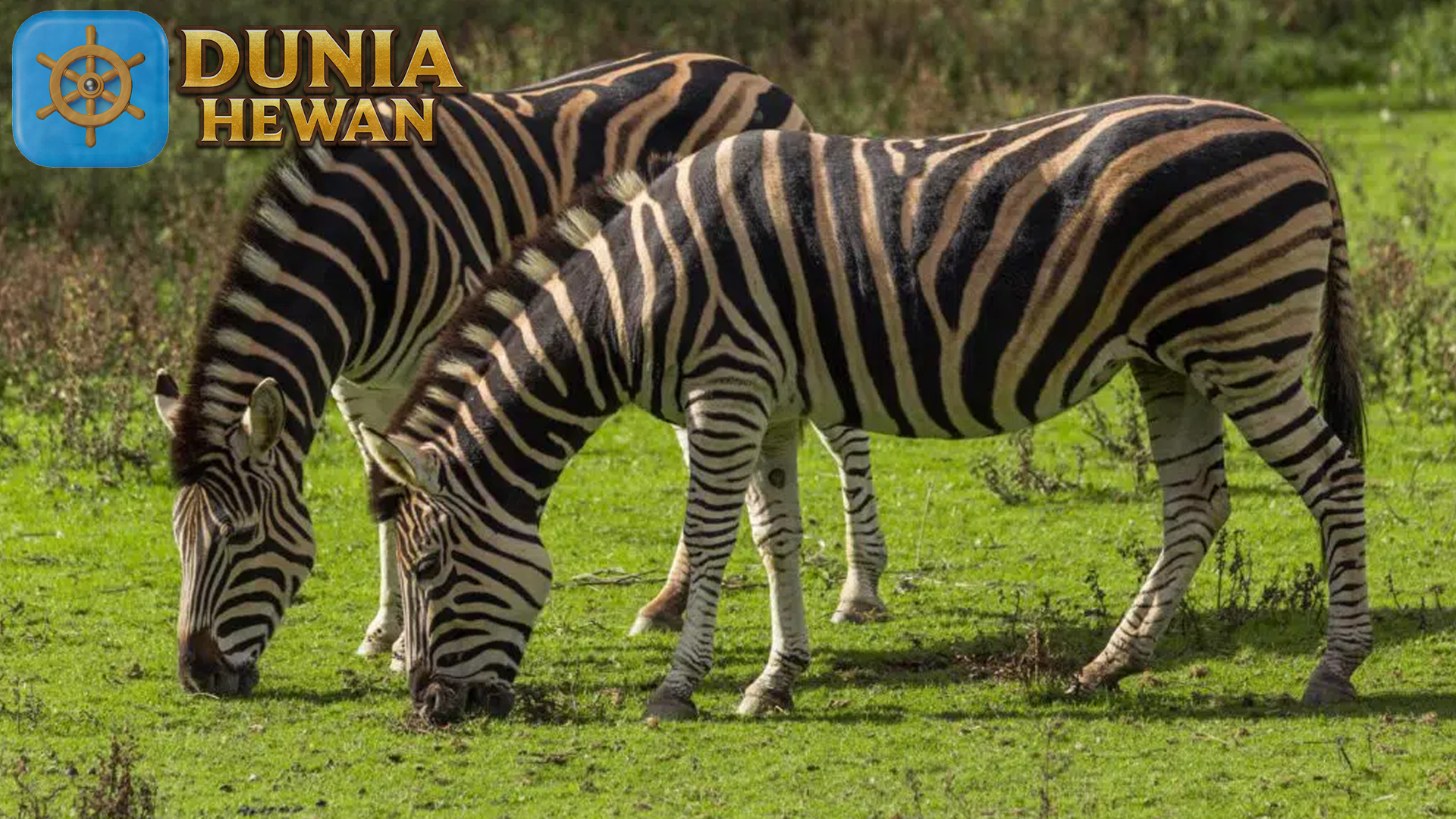 Upaya Konservasi Zebra: Menyelamatkan Populasinya