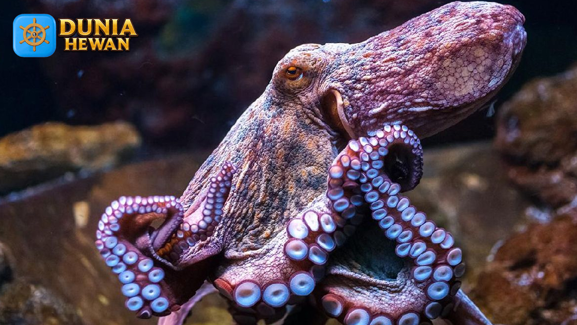Mengenal Gurita: Hewan Laut dengan Kecerdasan Luar Biasa