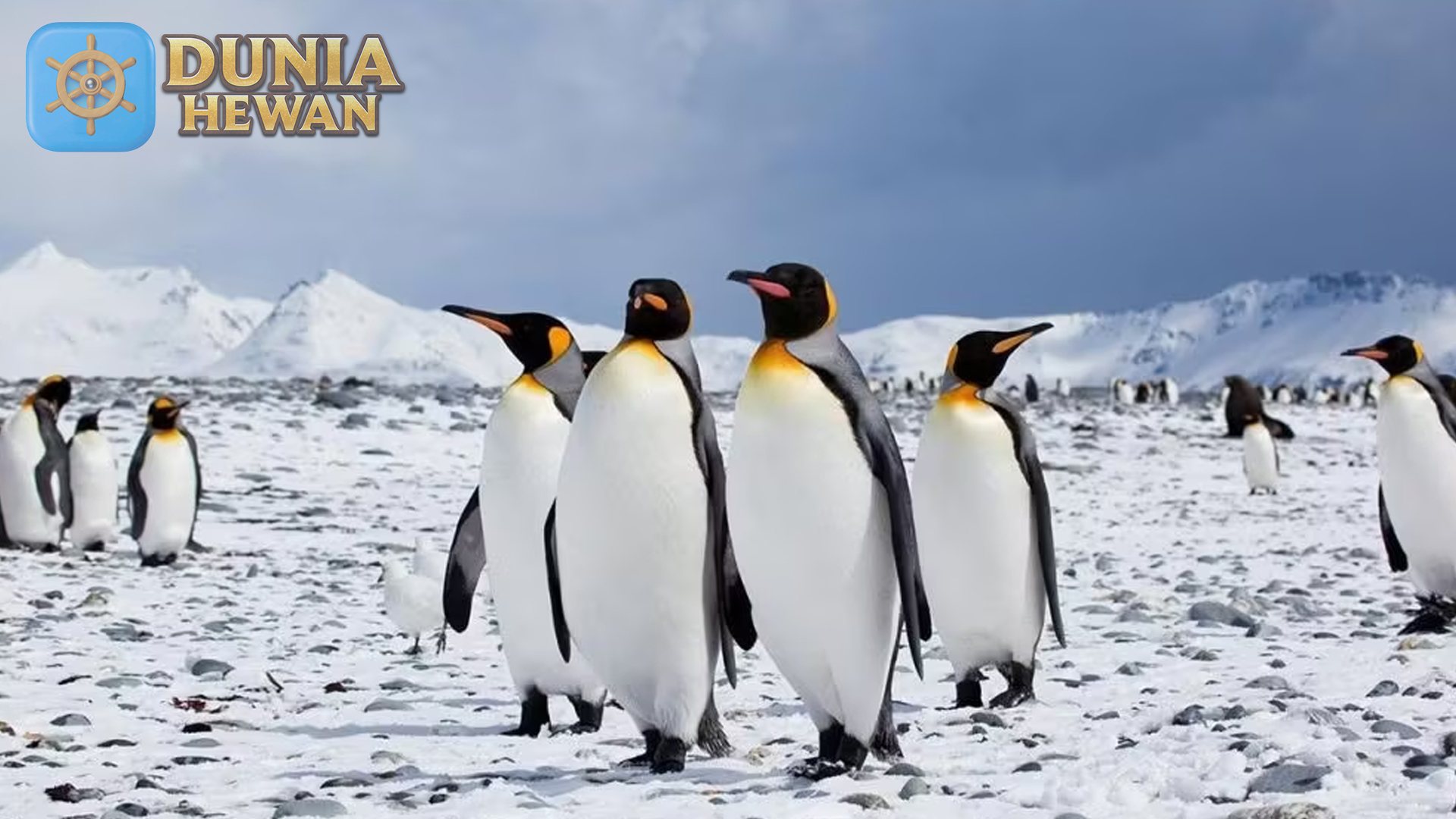Fakta Menarik Tentang Penguin: Hewan Kutub yang Mempesona