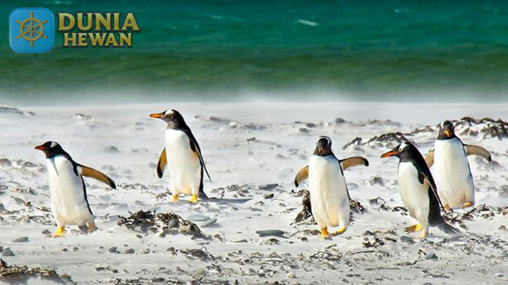 Fakta Menarik Tentang Penguin: Hewan Kutub yang Mempesona
