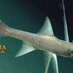 Abyssal Spiderfish Ikan Tripod Hidup di Samudera Atlantik