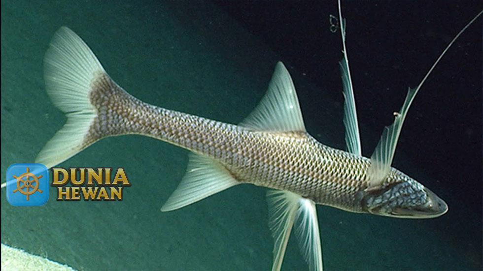 Abyssal Spiderfish Ikan Tripod Hidup di Samudera Atlantik