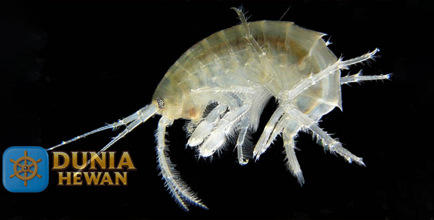Amphipoda yang Mirip Udang Kecil Namun di Juluki Kaki Berlainan