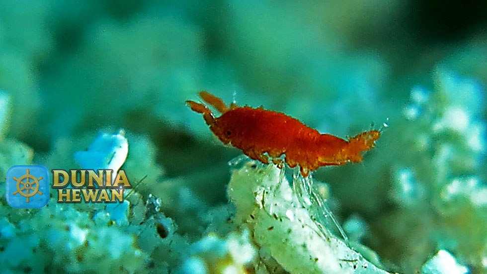Amphipoda yang Mirip Udang Kecil Namun di Juluki Kaki Berlainan