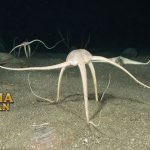 Brittle Star Adalah Bintang Ular yang Mirip dengan Bintang Laut