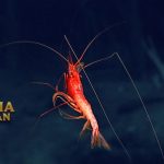 Caridea Adalah Udang yang Hidup di Perairan Laut Dalam 1000m