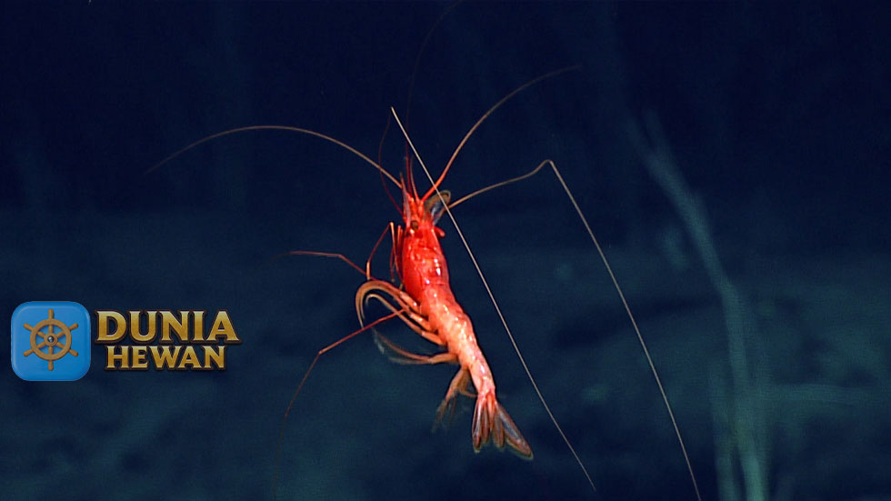 Caridea Adalah Udang yang Hidup di Perairan Laut Dalam 1000m