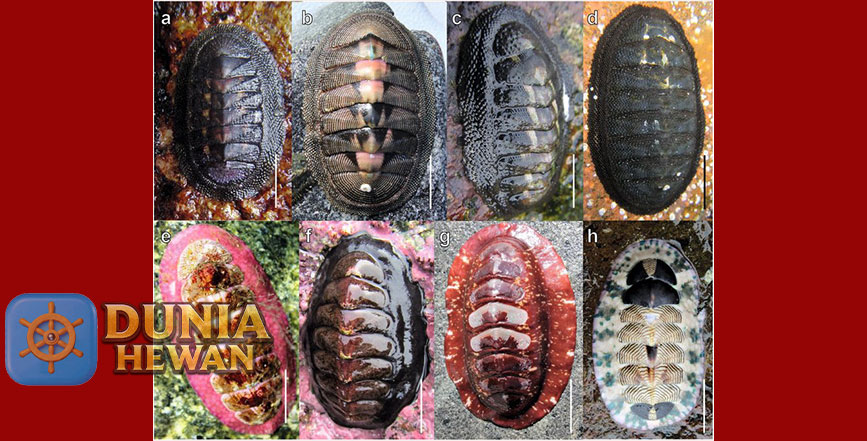 Chiton adalah Kelas Anggota Hewan Laut Tak Bertulang Belakang