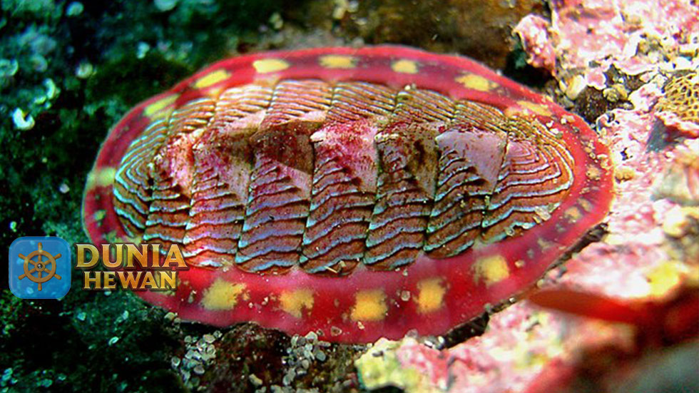 Chiton adalah Kelas Anggota Hewan Laut Tak Bertulang Belakang
