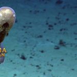 Faceless Fish Spesies Unik & Langka di Pedalaman Laut Australia