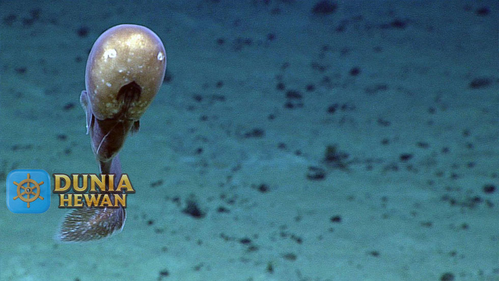 Faceless Fish Spesies Unik & Langka di Pedalaman Laut Australia