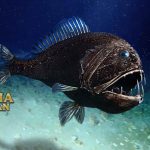 Fangtooth Ikan yang Hidup di Laut Dalam & Giginya Menyeramkan
