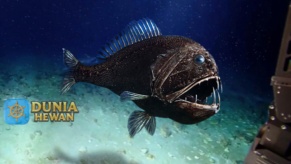 Fangtooth Ikan yang Hidup di Laut Dalam & Giginya Menyeramkan