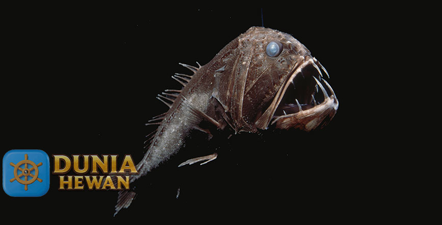 Fangtooth Ikan yang Hidup di Laut Dalam & Giginya Menyeramkan