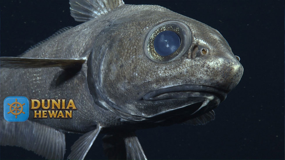 Grenadiers Ikan di Perairan Dalam yang Hangat Bagian Antartika