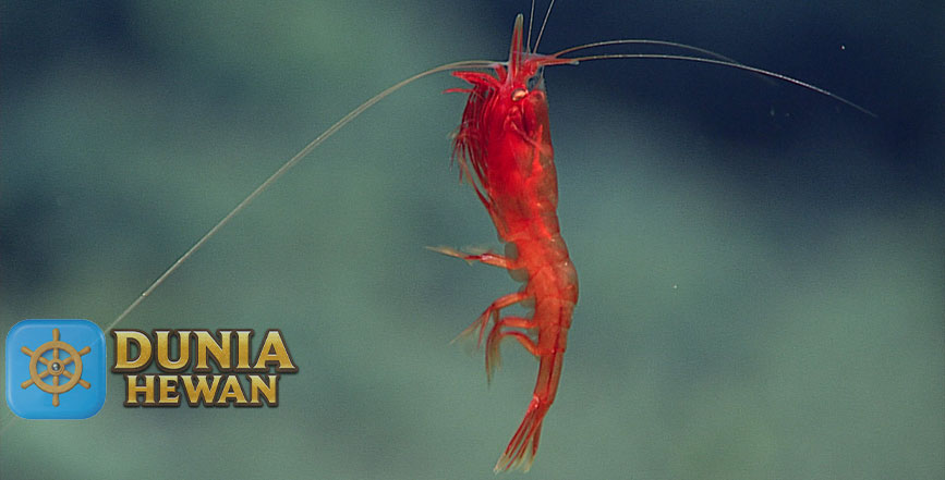 Caridea Adalah Udang yang Hidup di Perairan Laut Dalam 1000m