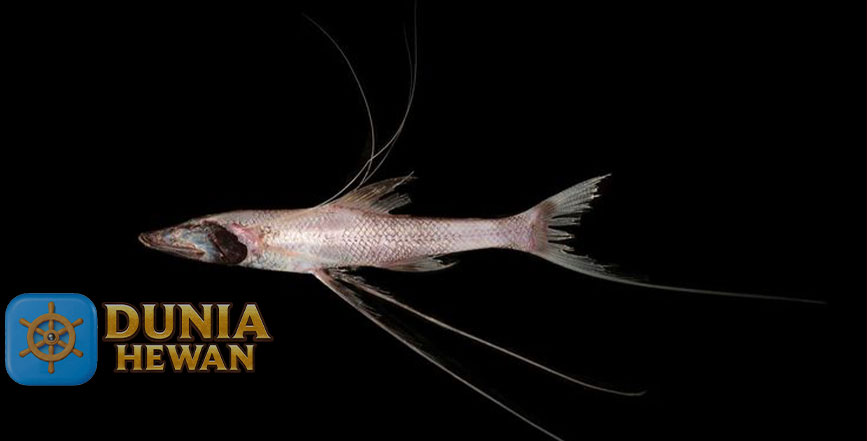 Abyssal Spiderfish Ikan Tripod Hidup di Samudera Atlantik
