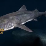 Megamouth Shark Spesies Hiu yang Sangat Langka di Laut Dalam