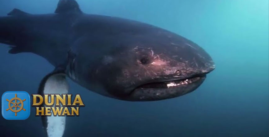 Megamouth Shark Spesies Hiu yang Sangat Langka di Laut Dalam