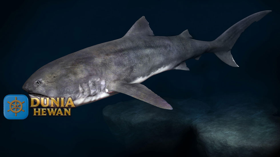 Megamouth Shark Spesies Hiu yang Sangat Langka di Laut Dalam